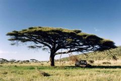 landrover-acacia